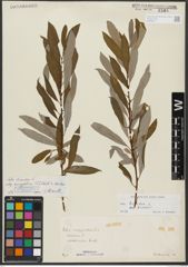 Foto von Salix triandra subsp. amygdalina (L.) Schübl. & G. Martens